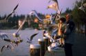 Grandfather and grandaughter feed the gulls at Lago di Garda, Italy.