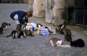 An Italian elderly woman feeding stray cats in front of the Colesseum in Rome, Italy.