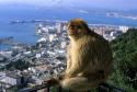 A Gibraltar ape overlooking the city.