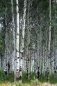 A grove of Aspen trees.