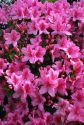 Azalea blooms.