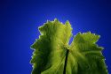 The veins of a grape leaf backlit by the sun.