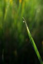 Dew on a blade of grass.