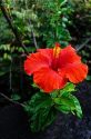 A Hibiscus bloom in Hawaii.