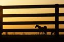 Kentucky thoroughbreds silhouetted through a fence at sunset.