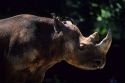 The profile of a rhinoceros.