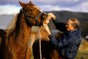 Veterinarian checks the health of horse's teeth.