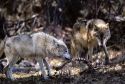 Wolves with deer kill.