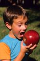 A young boy about to take a bite out of a gigantic  ripe red apple.