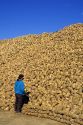 A worker stands in front of a stockpile of sugar beets in Nampa, Idaho.