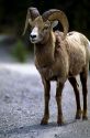 Big horn mountain sheep.