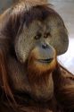 Sumatran Orangutan.