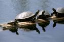 Turtles sit on a floating log in Austin Texas.