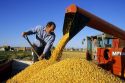 A farmer shoveling harvested hybrid corn.