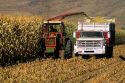 Corn Harvest, chopper blows silage into truck near Emmett, Idaho.