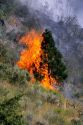 A forest fire in Idaho consumes a ponderosa pine in seconds.