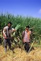 Harvesting sugar cane in Southern India.