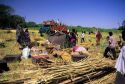 Nomad farm workers harvest sugar cane near Ellora, India.