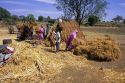 Nomad farm workers threshing grain near Ellora, India.