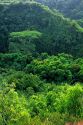 Tropical forest on the island of Kauai, Hawaii.