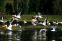 White pelicans in flight at Lake Cascade, Idaho.
