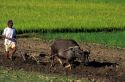 A farmer plowing a rice field with a water buffalo in the Philippines.