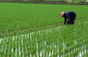 Rice farming in Taiwan.