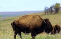 American Buffalo.