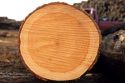 A section of a tree showing growth rings.
