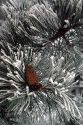 Pine needles and cone covered in frost.