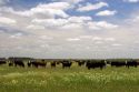 Cattle graze on the pompas of Argentina.