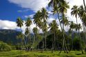 Coconut palm trees and misty mountains on the island of Tahiti.