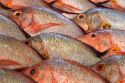 Display of fish at a market in Papeete on the island of Tahiti.