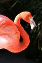 Flamingo at the San Diego Zoo in San Diego, California.