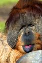 Orangutan at the San Diego Zoo in San Diego, California.