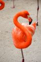 Flamingo at the San Diego Zoo in San Diego, California.