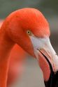 Flamingo at the San Diego Zoo in San Diego, California.