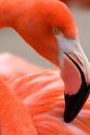 Flamingo at the San Diego Zoo in San Diego, California.