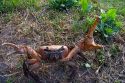 Tupa crab on the island of Moorea.