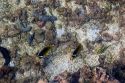 Underwater view of coral and tropical fish in the lagoon on the island of Moorea.