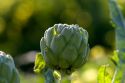 A crop of artichokes growing in California.