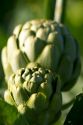 A crop of artichokes growing in California.