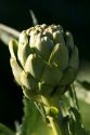 A crop of artichokes growing in California.