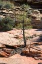 Trees and vegetation growing out of rocks in Zion National Park, Utah.