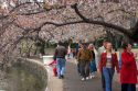 Visitors walk under blooming cherry trees near Jefferson Memorial and Tidal Basin in Washington, D.C.