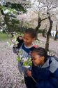 African american children smelling cherry blossoms near the Jefferson Memorial and Tidal Basin in Washington, D.C.