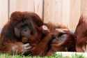 Orangutans at the National Zoo in Washington, D.C.