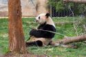 Giant panda bear exhibit at the National Zoo in Washington, D.C.