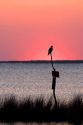 Osprey perched at sunset on Abelmarle Sound at Kitty Hawk, North Carolina.