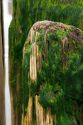 Moss growing on wooden piling along the sea at Santa Cruz, California.